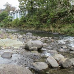 狩野川(狩野川漁業協同組合) 釣果