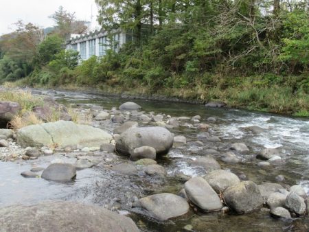 狩野川(狩野川漁業協同組合) 釣果
