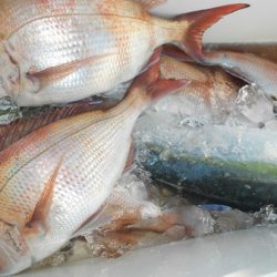 こうゆう丸 釣果