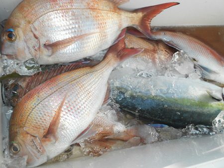 こうゆう丸 釣果