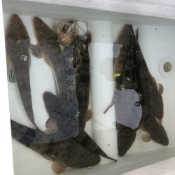 Magic(マジック) 釣果