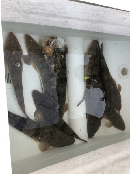 Magic(マジック) 釣果