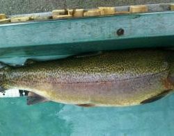 フィッシング サンクチュアリ 釣果