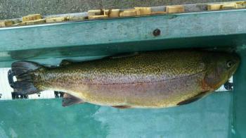 フィッシング サンクチュアリ 釣果