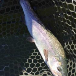 フィッシング サンクチュアリ 釣果