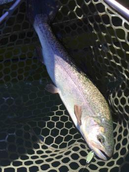 フィッシング サンクチュアリ 釣果