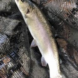 フィッシング サンクチュアリ 釣果