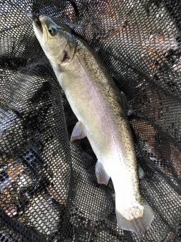 フィッシング サンクチュアリ 釣果