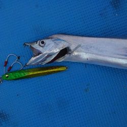 バックスライダーのスライド形状に合わせフォールに意識を集中！メガバススラッシュビート 船タチウオレポート