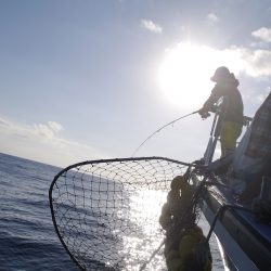 松鶴丸 釣果