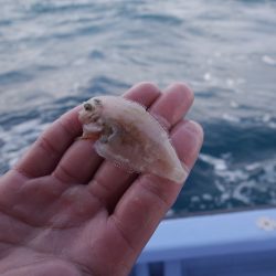 松鶴丸 釣果