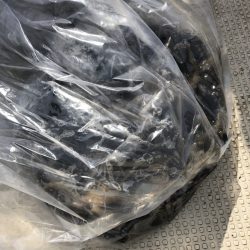 リトルワン 釣果