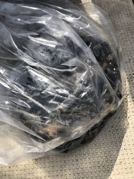 リトルワン 釣果