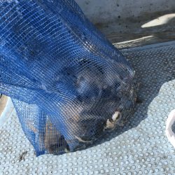 リトルワン 釣果