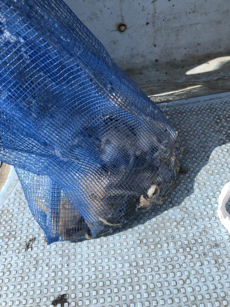 リトルワン 釣果