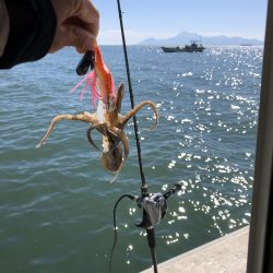 リトルワン 釣果