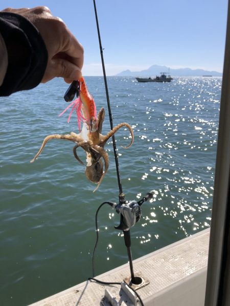 リトルワン 釣果