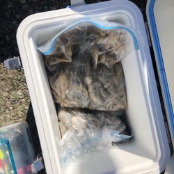 リトルワン 釣果