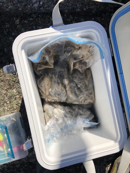 リトルワン 釣果