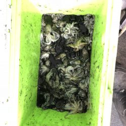 リトルワン 釣果