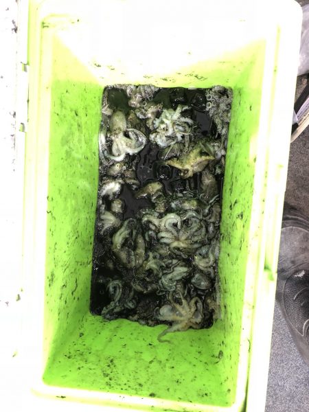 リトルワン 釣果