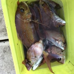 リトルワン 釣果