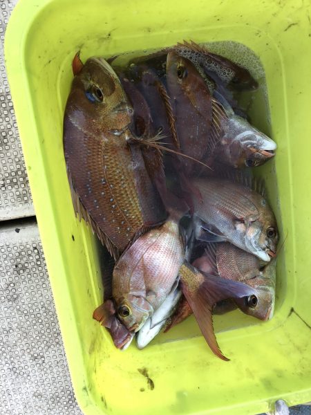 リトルワン 釣果