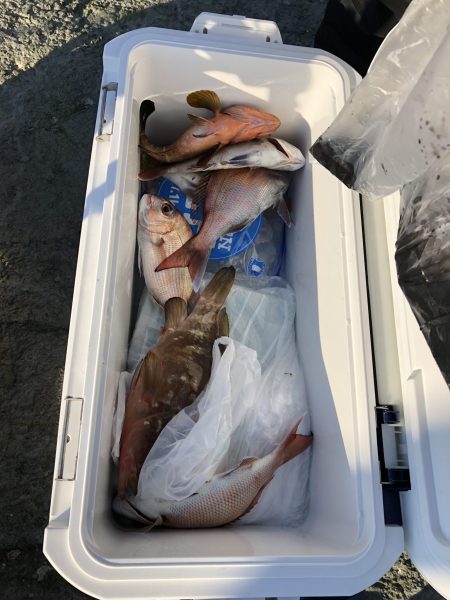 リトルワン 釣果