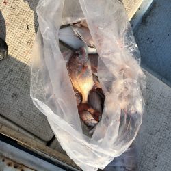 リトルワン 釣果