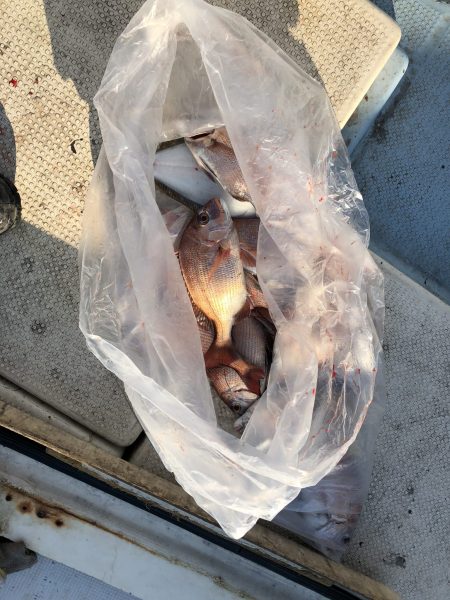 リトルワン 釣果