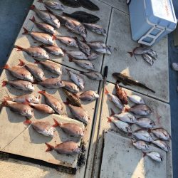 リトルワン 釣果