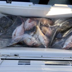 リトルワン 釣果