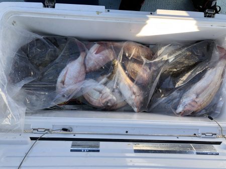 リトルワン 釣果