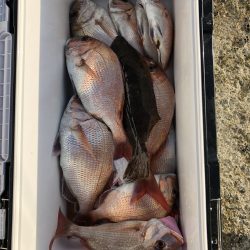 リトルワン 釣果