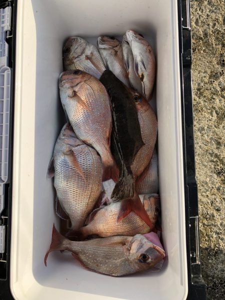 リトルワン 釣果