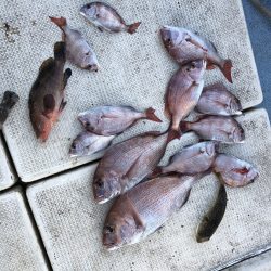 リトルワン 釣果