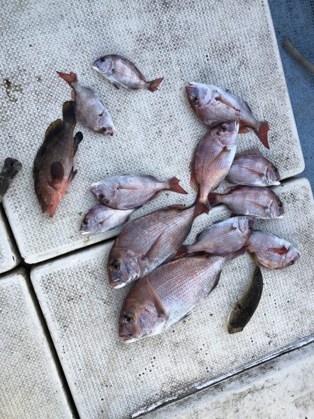 リトルワン 釣果