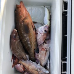 リトルワン 釣果