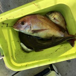 リトルワン 釣果