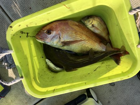 リトルワン 釣果