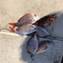 リトルワン 釣果