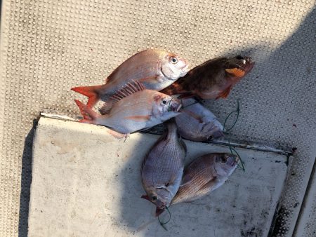 リトルワン 釣果