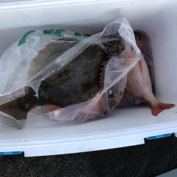 リトルワン 釣果