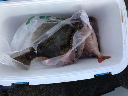 リトルワン 釣果