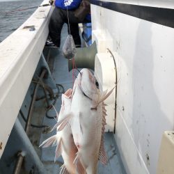 リトルワン 釣果