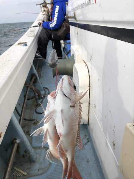 リトルワン 釣果