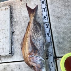 リトルワン 釣果