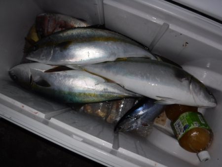 BlueNote Fishing Taxi 釣果