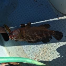 シーモンキー 釣果