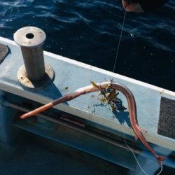 シーモンキー 釣果